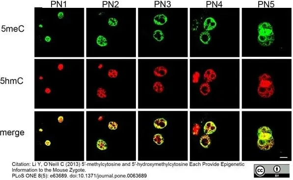 Anti 5-Methylcytidine Antibody, clone 33D3 gallery image 10