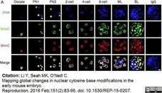 Anti 5-Methylcytidine Antibody, clone 33D3 gallery image 11