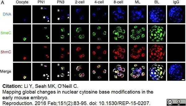 Anti 5-Methylcytidine Antibody, clone 33D3 gallery image 11