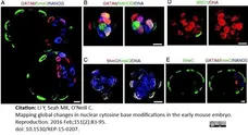 Anti 5-Methylcytidine Antibody, clone 33D3 gallery image 12