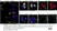 Anti 5-Methylcytidine Antibody, clone 33D3 thumbnail image 12