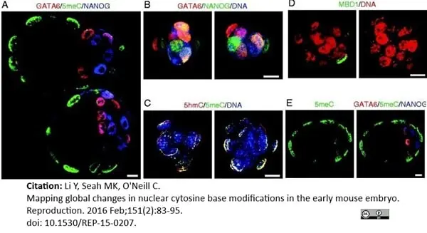 Anti 5-Methylcytidine Antibody, clone 33D3 | Bio-Rad