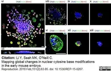 Anti 5-Methylcytidine Antibody, clone 33D3 gallery image 13