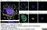 Anti 5-Methylcytidine Antibody, clone 33D3 thumbnail image 13