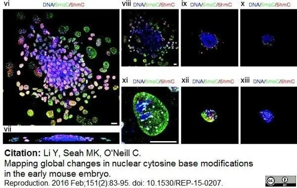 Anti 5-Methylcytidine Antibody, clone 33D3 gallery image 13