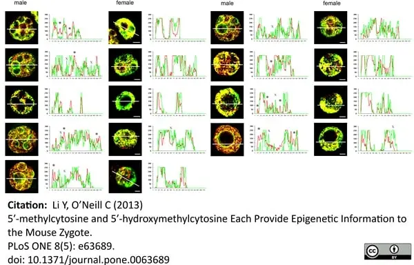 Anti 5-Methylcytidine Antibody, clone 33D3 gallery image 14