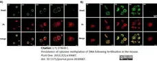 Anti 5-Methylcytidine Antibody, clone 33D3 gallery image 2