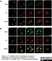 Anti 5-Methylcytidine Antibody, clone 33D3 thumbnail image 2