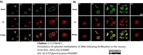 Anti 5-Methylcytidine Antibody, clone 33D3 gallery image 2