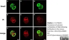 Anti 5-Methylcytidine Antibody, clone 33D3 gallery image 3