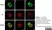 Anti 5-Methylcytidine Antibody, clone 33D3 thumbnail image 3
