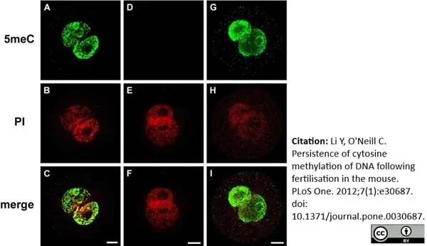 Anti 5-Methylcytidine Antibody, clone 33D3 gallery image 3