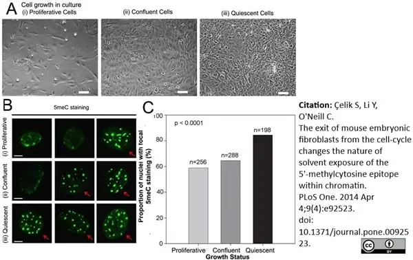 Anti 5-Methylcytidine Antibody, clone 33D3 gallery image 4