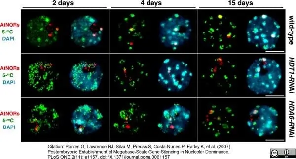 Anti 5-Methylcytidine Antibody, clone 33D3 gallery image 8