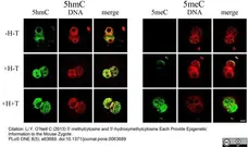 Anti 5-Methylcytidine Antibody, clone 33D3 gallery image 9