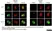 Anti 5-Methylcytidine Antibody, clone 33D3 thumbnail image 9