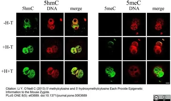 Anti 5-Methylcytidine Antibody, clone 33D3 gallery image 9