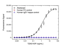 Anti Abatacept Antibody, clone AbD37058pap gallery image 2