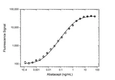 Anti Abatacept Antibody, clone AbD37058pap gallery image 3
