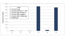 Anti Aflibercept Antibody, clone AbD38645ia gallery image 1