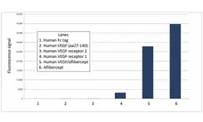 Anti Aflibercept Antibody, clone AbD38771ia gallery image 1