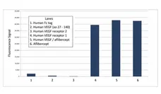 Anti Aflibercept Antibody, clone AbD38778da gallery image 1