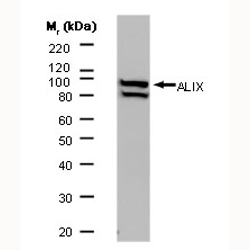 Anti ALIX Antibody, clone 3A9 gallery image 1
