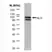 Anti ALIX Antibody, clone 3A9 thumbnail image 1