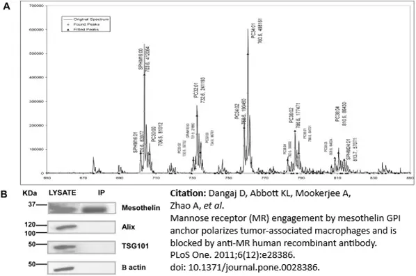 Anti ALIX Antibody, clone 3A9 gallery image 2