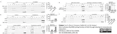 Anti ALIX Antibody, clone 3A9 gallery image 3