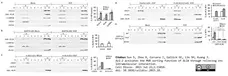 Anti ALIX Antibody, clone 3A9 gallery image 4