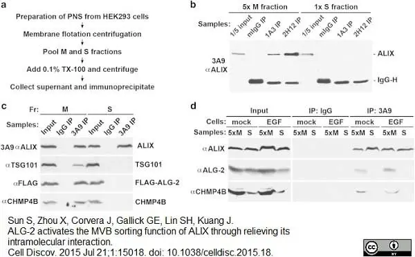 Anti ALIX Antibody, clone 3A9 gallery image 5