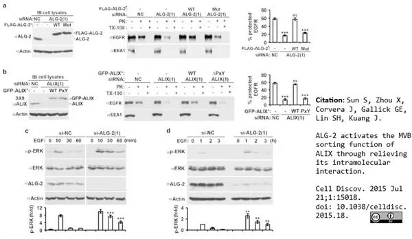 Anti ALIX Antibody, clone 3A9 gallery image 6