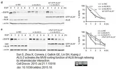 Anti ALIX Antibody, clone 3A9 gallery image 7