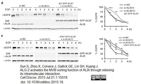 Anti ALIX Antibody, clone 3A9 gallery image 7