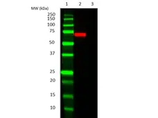 Anti Bacterial Alkaline Phosphatase Antibody, clone AbD25296_hIgG2 gallery image 2