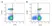 Anti Bacterial Alkaline Phosphatase Antibody, clone AbD25296_hIgG2 thumbnail image 4