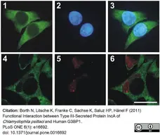 Anti Chlamydia LPS Antibody, clone CF6/J12 gallery image 1