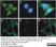 Anti Chlamydia LPS Antibody, clone CF6/J12 thumbnail image 1