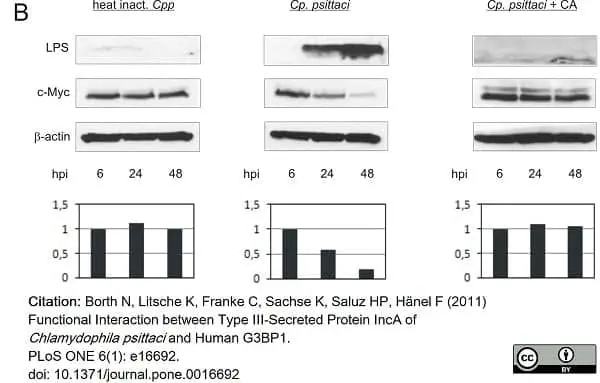 Anti Chlamydia LPS Antibody, clone CF6/J12 gallery image 2