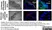 Anti Chlamydia LPS Antibody, clone CF6/J12 thumbnail image 3