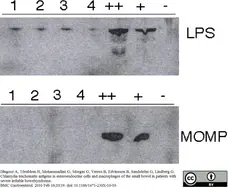 Anti Chlamydia trachomatis LPS Antibody, clone 1312/236 gallery image 1