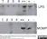 Anti Chlamydia trachomatis LPS Antibody, clone 1312/236 thumbnail image 1