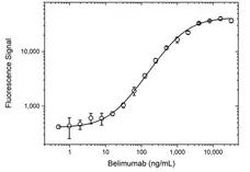 Anti Belimumab Antibody, clone AbD59897 gallery image 3