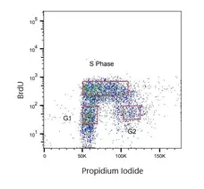 Anti BrdU Antibody, clone AbD33758kd (Monoclonal Antibody Antibody) gallery image 1