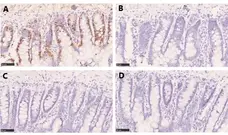 Anti BrdU Antibody, clone AbD33758kd (Monoclonal Antibody Antibody) gallery image 3