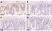 Anti BrdU Antibody, clone AbD33758kd (Monoclonal Antibody Antibody) thumbnail image 3