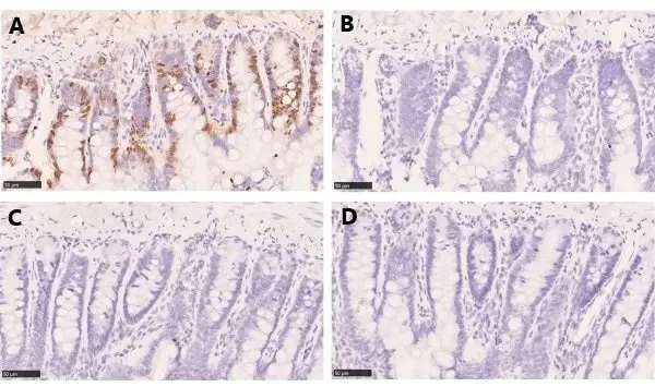 Anti BrdU Antibody, clone AbD33758kd (Monoclonal Antibody Antibody) gallery image 3
