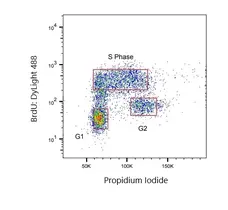 Anti BrdU Antibody, clone AbD33758kg (Monoclonal Antibody Antibody) gallery image 1