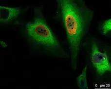 Anti BrdU Antibody, clone AbD33758kg (Monoclonal Antibody Antibody) gallery image 2